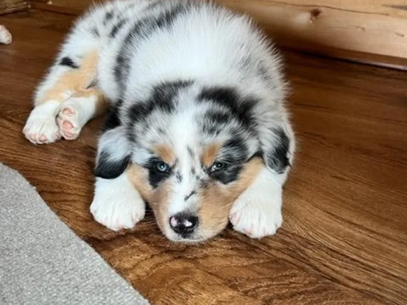 Calinora Australian Shepherds