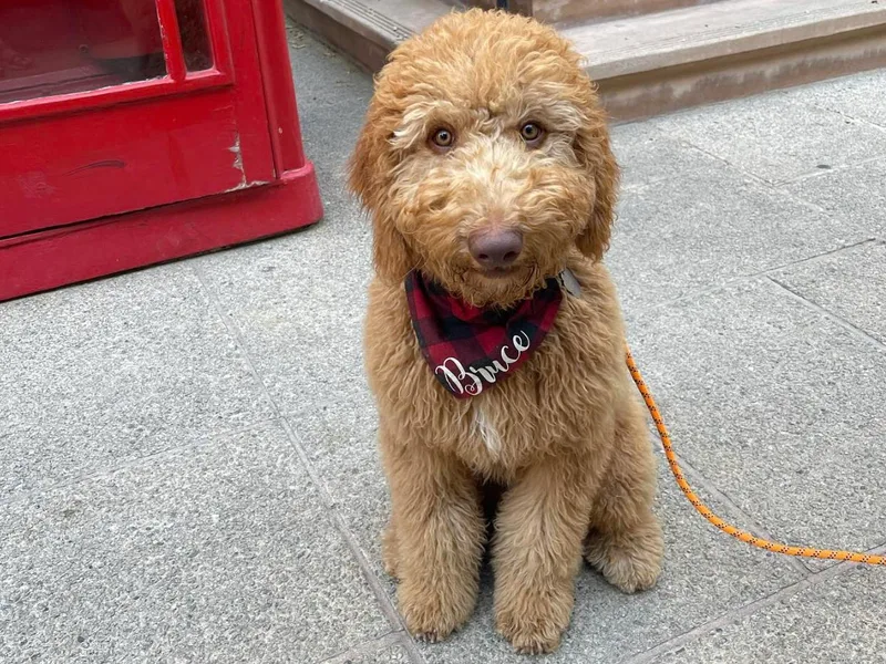Calipoodsanddoods photo 1