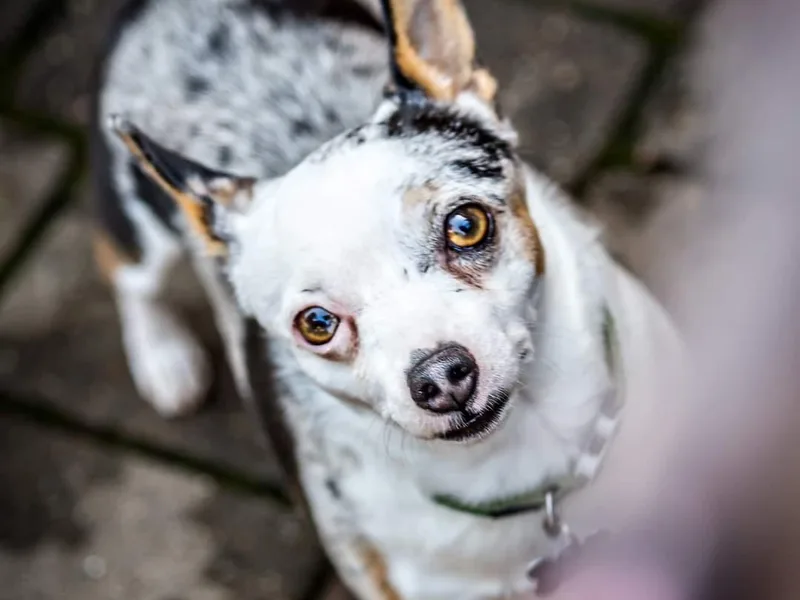 CaliRats Rat Terriers