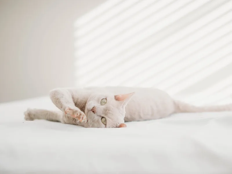 Calisphynx photo 1