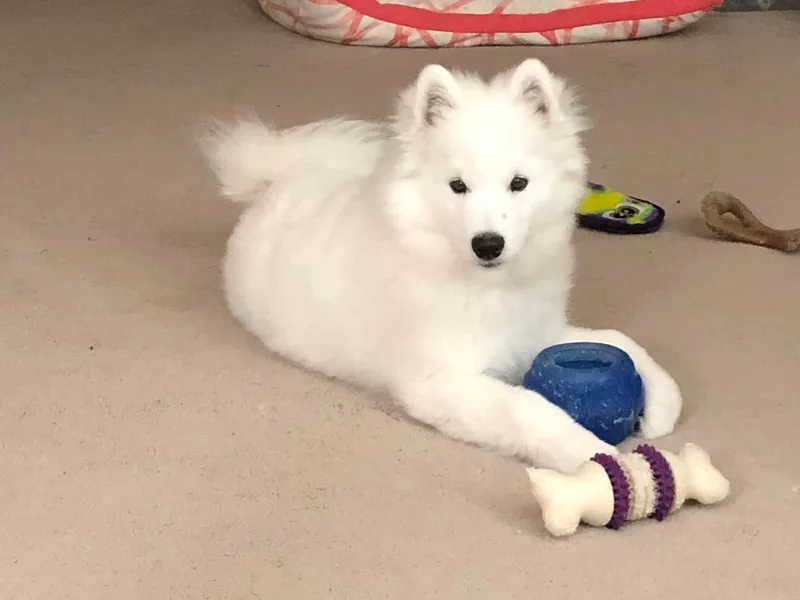 Calista Samoyeds