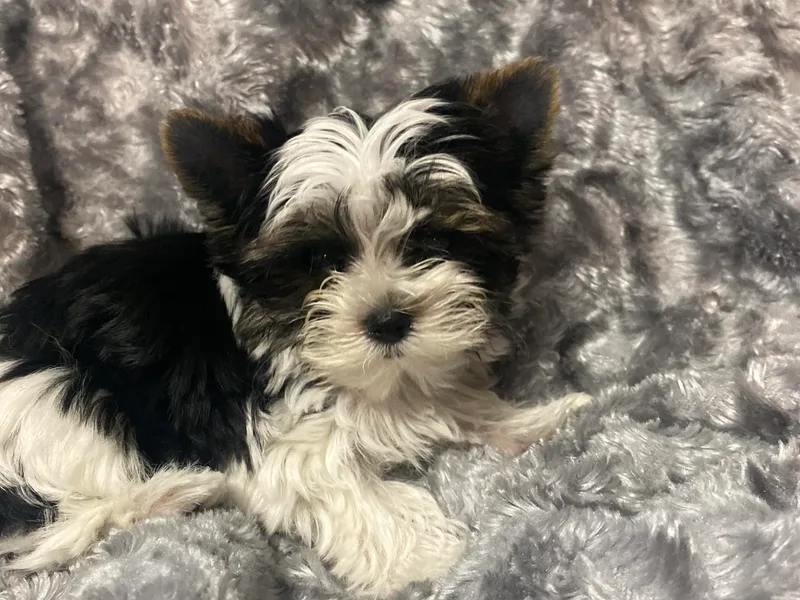 Callahan Yorkies
