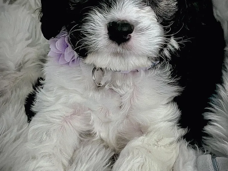 Callaway's Cavaliers