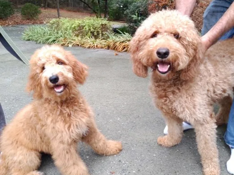 Callie Doodle Goldendoodles