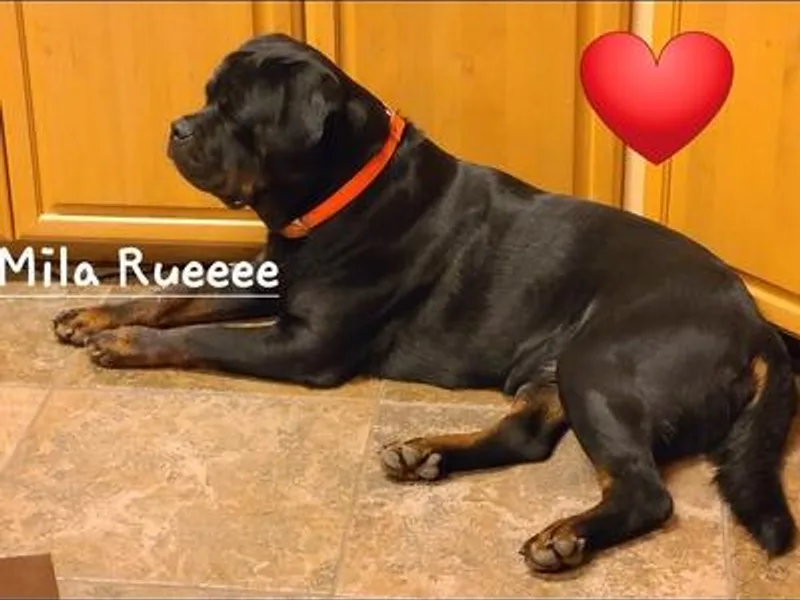 Callie's Rottweilers photo 1