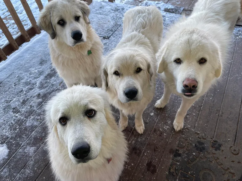 Callison Farm Great Pyrenees