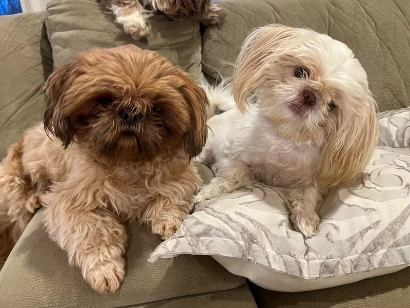 Calta’s Cute Shih Tzu