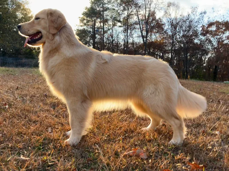 Calvary Golden Retrievers