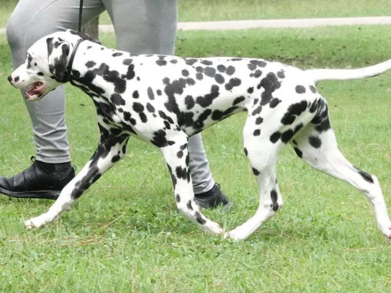 Calvary's Dalmatians