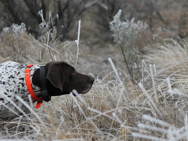 Calvert Kennels- AKC / NAVHDA German Shorthair Pointers