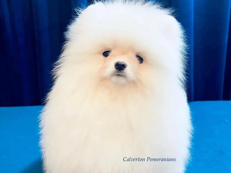 Calverton Pomeranians