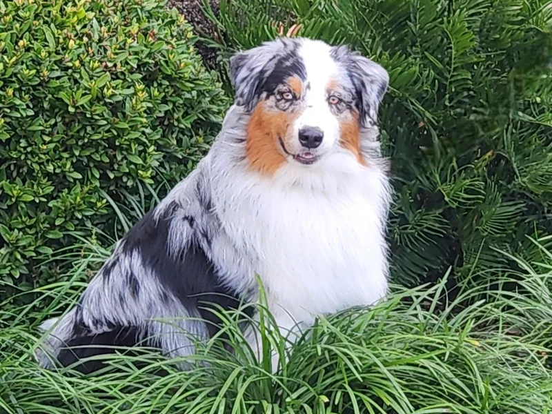 Calypso Chow Chows and Australian Shepherds