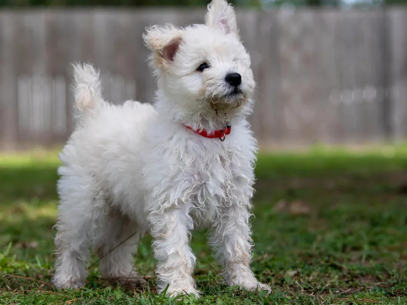 Calypso Pumi