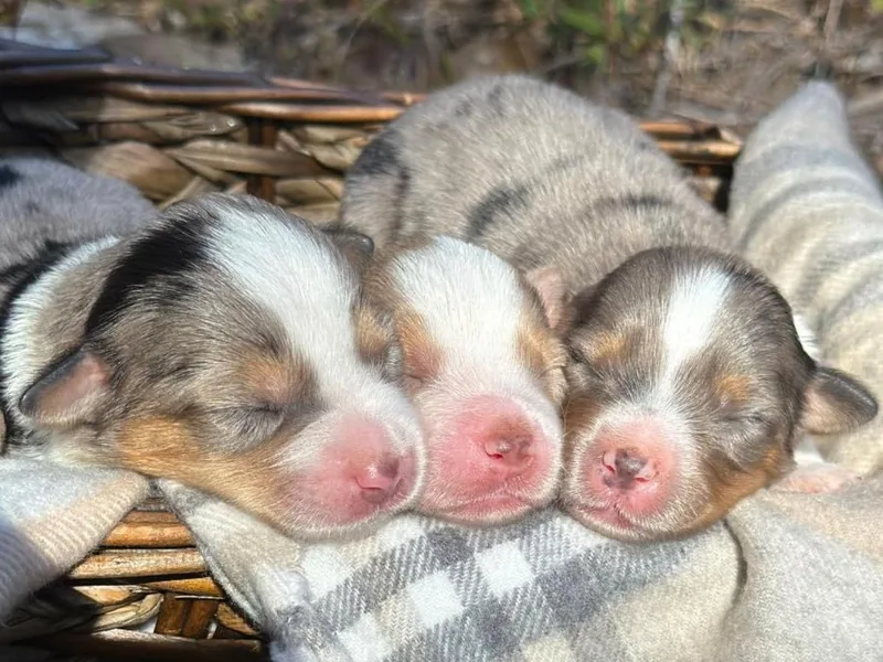 Calyx Miniature American Shepherds
