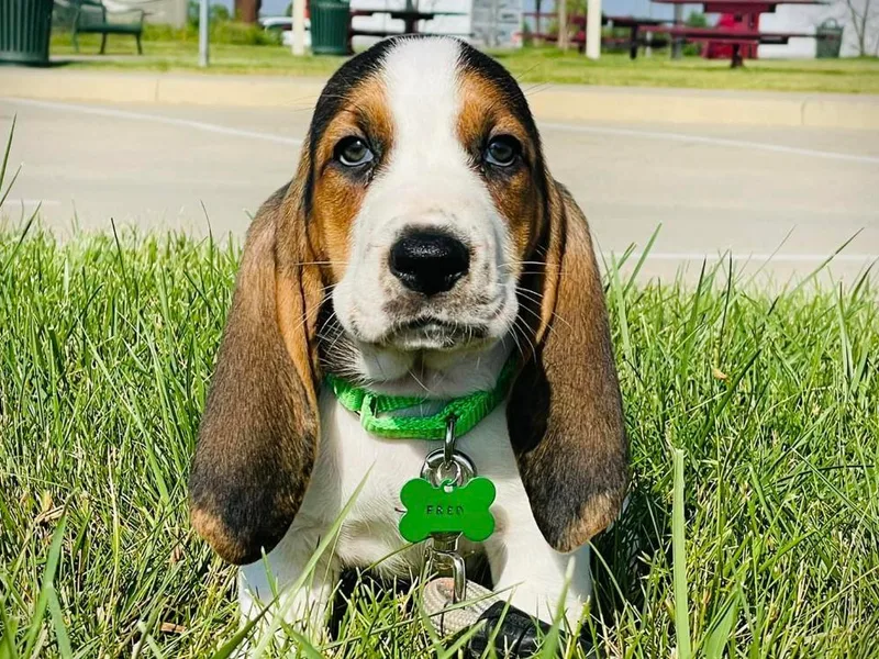 Cam’s Country Bassets