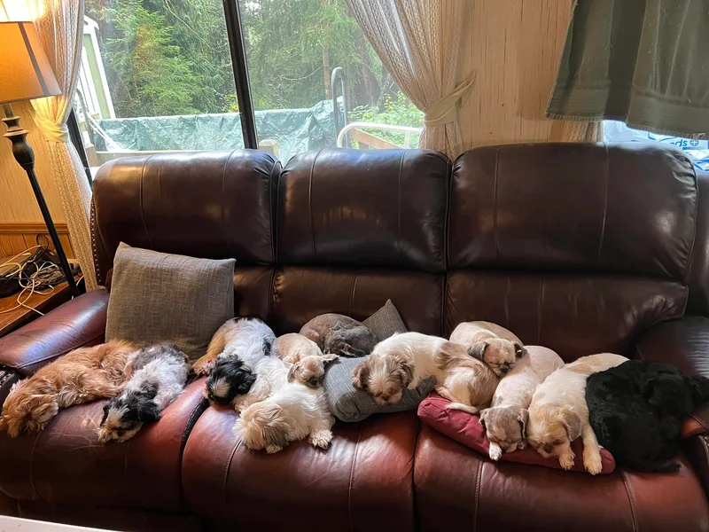 Camano Puppy Love