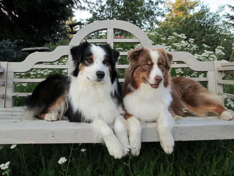 Camas Creek Australian Shepherds