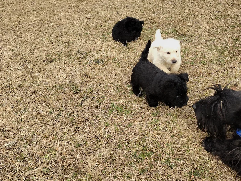 Camas Springs Scottish Terriers