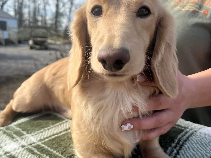 Cambria’s Southern Paws