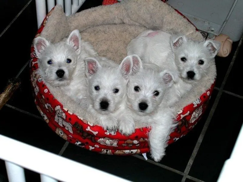 Camcrest Westies
