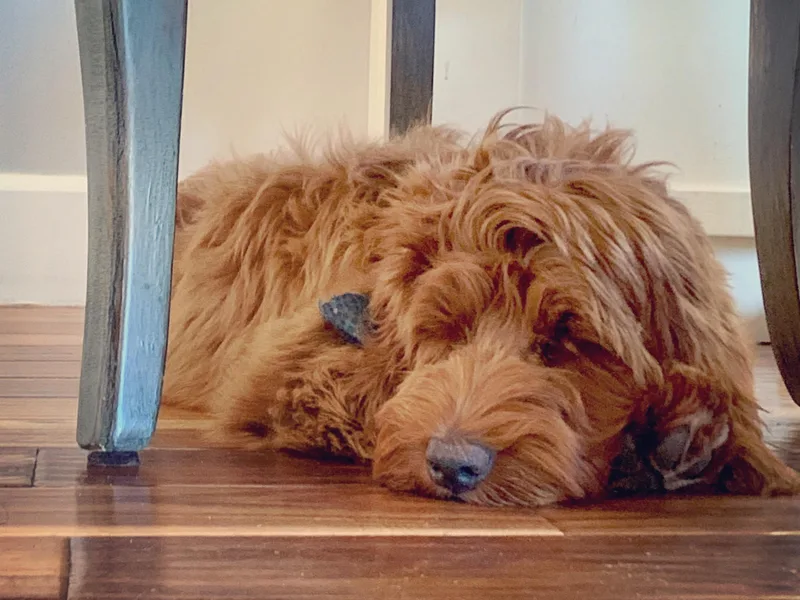 Camden Lane Labradoodles