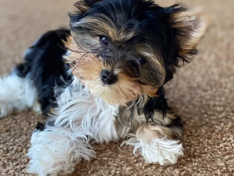 CAMDEN Parti Puppies-Colorado Parti Yorkies