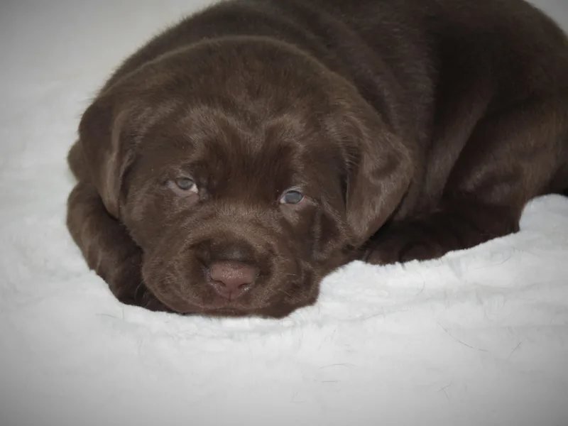 Camden's Caring Canines