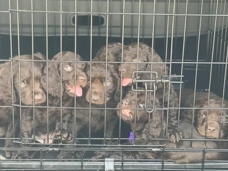 Camelot Creek Kennels