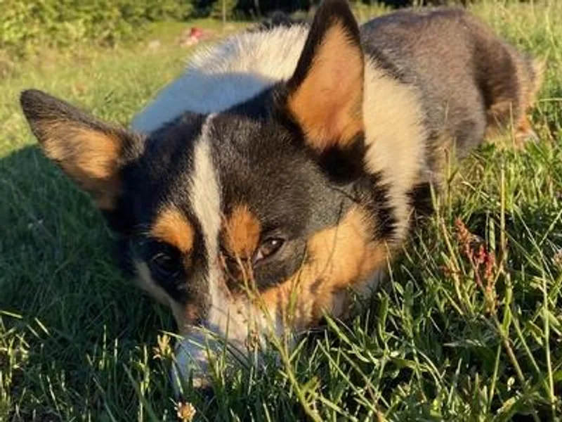 Camelot  Pembroke Corgis