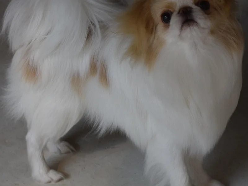 Camelot's Japanese Chin photo 1