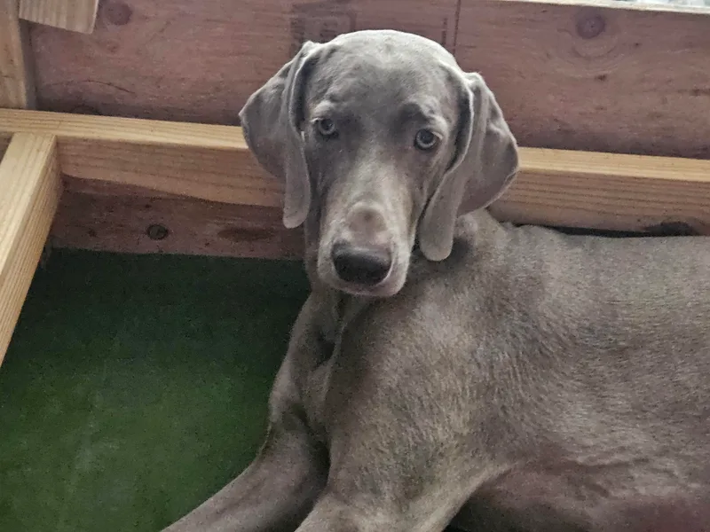 Camelot Talk About Weimaraner
