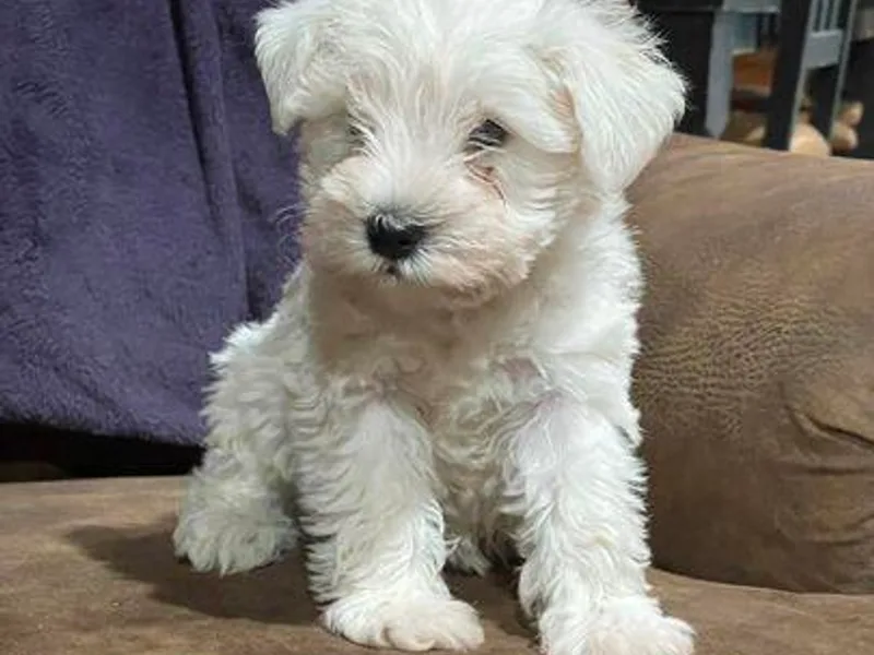 Cameron Schnauzers photo 1