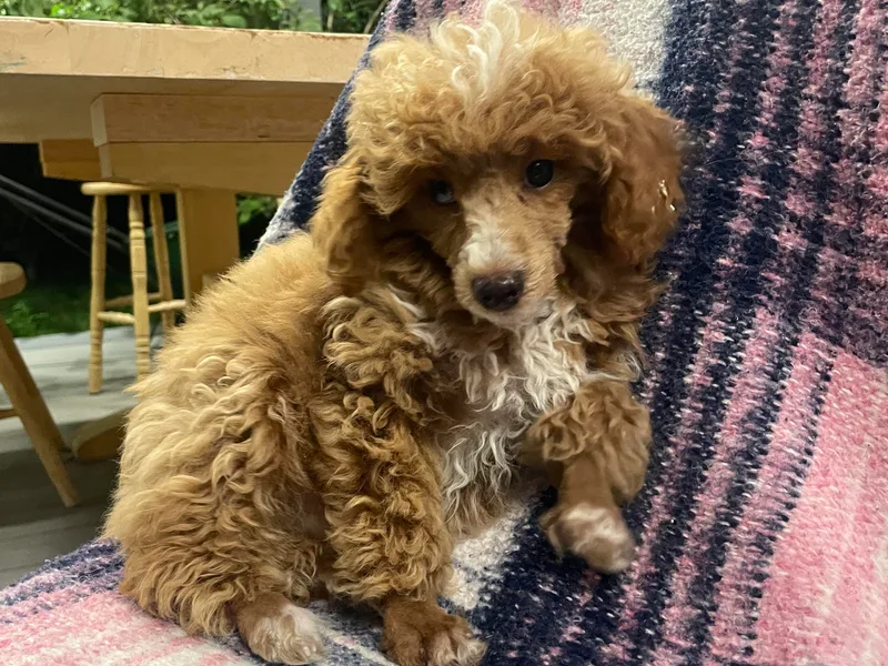 Cami’s Colorado Cuties