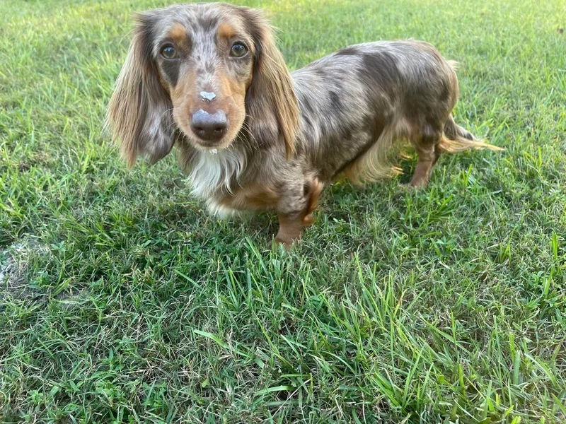 Camie's Dachshunds