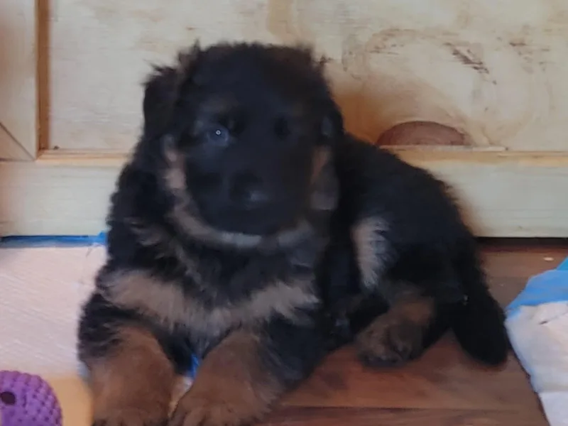 Camo  Creek German Shepherds