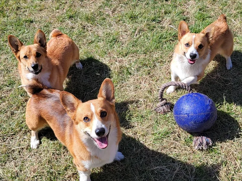 Camp Corgis photo 1