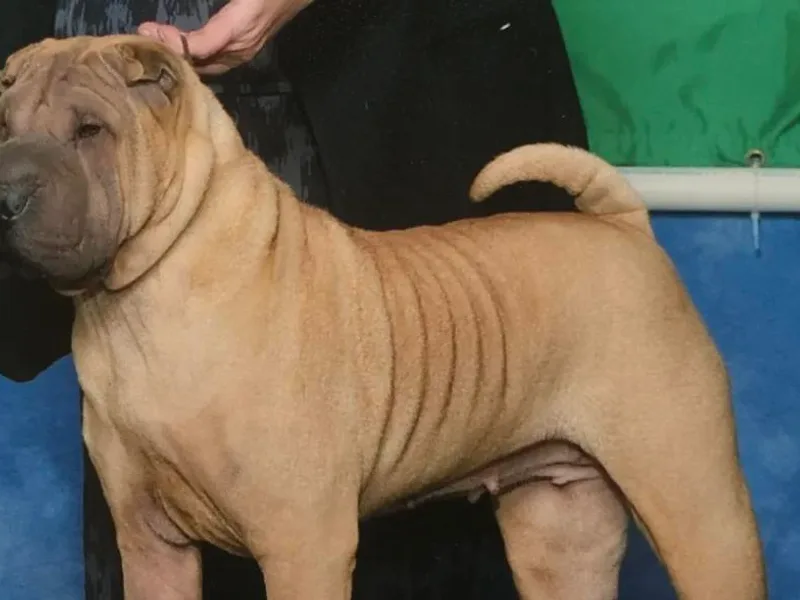 Camp Wrinkles Chinese Shar-Pei