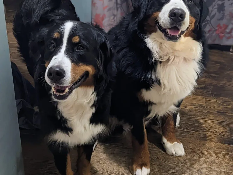 Campany Berners photo 1