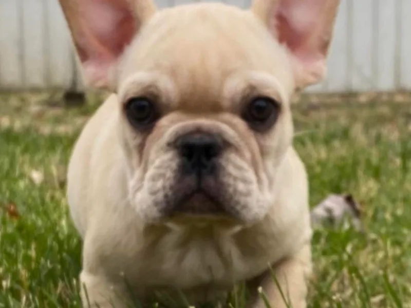 Campbell Castillo's French Bulldogs
