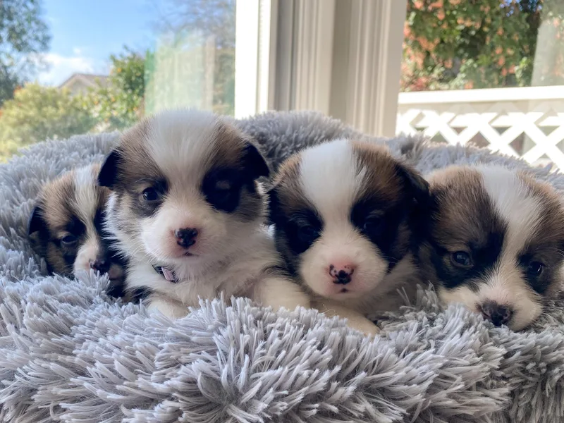 Campbell Creek Corgis