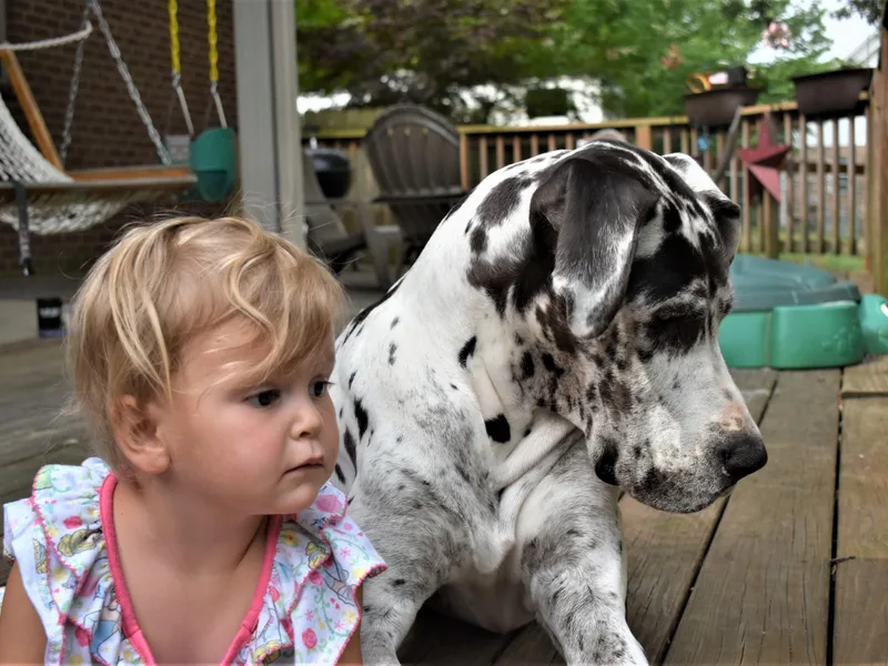 Campbell Great Danes