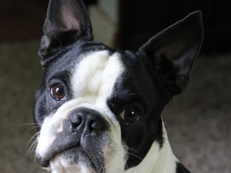 Campbell's Boston Terriers
