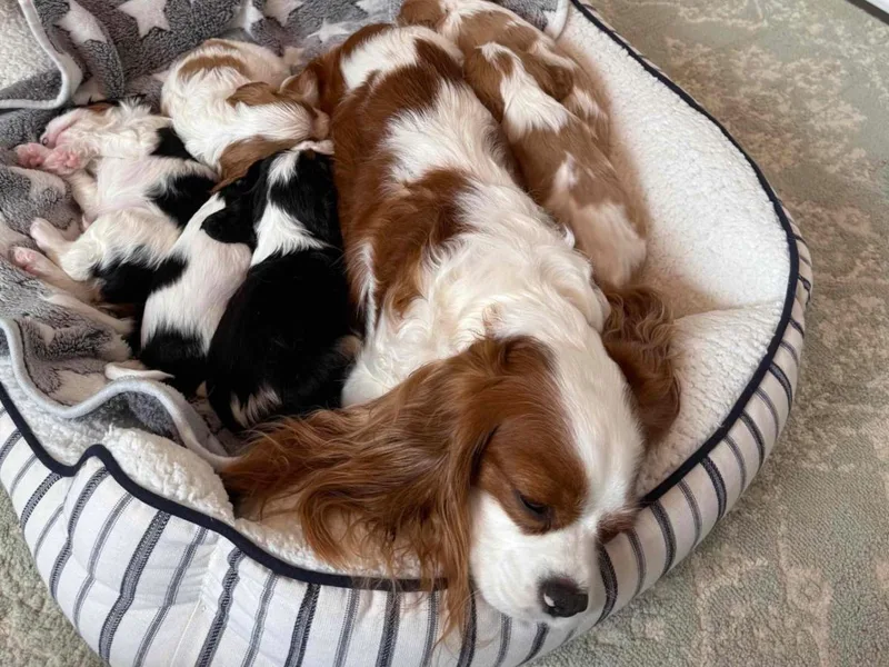 Campbell’s Cavaliers