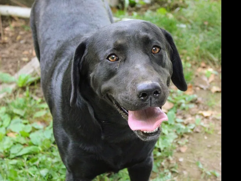 Campbell Valley Labradors