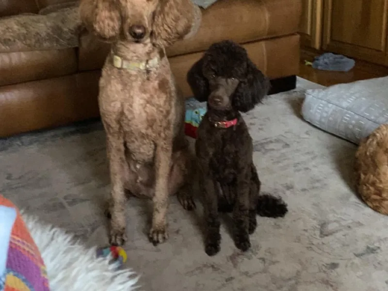 Campfire mini doodles and poodles