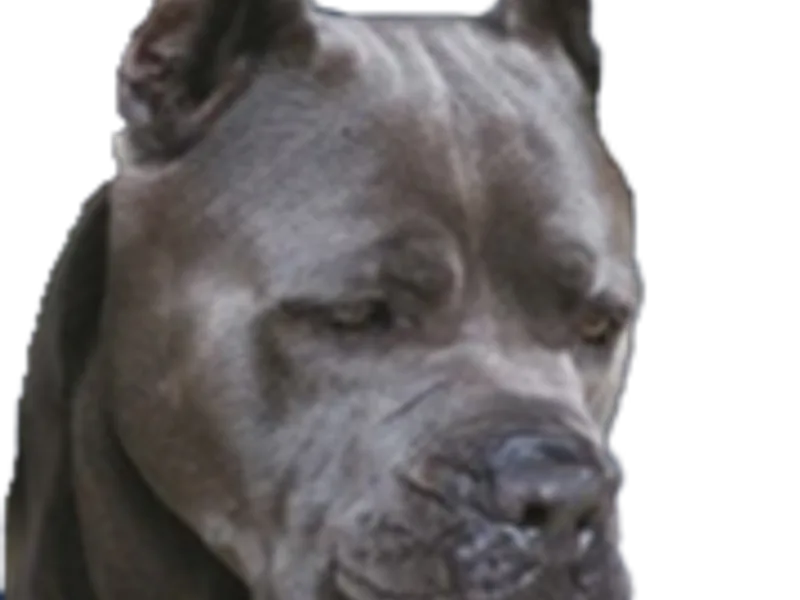 Campo Cane Corso
