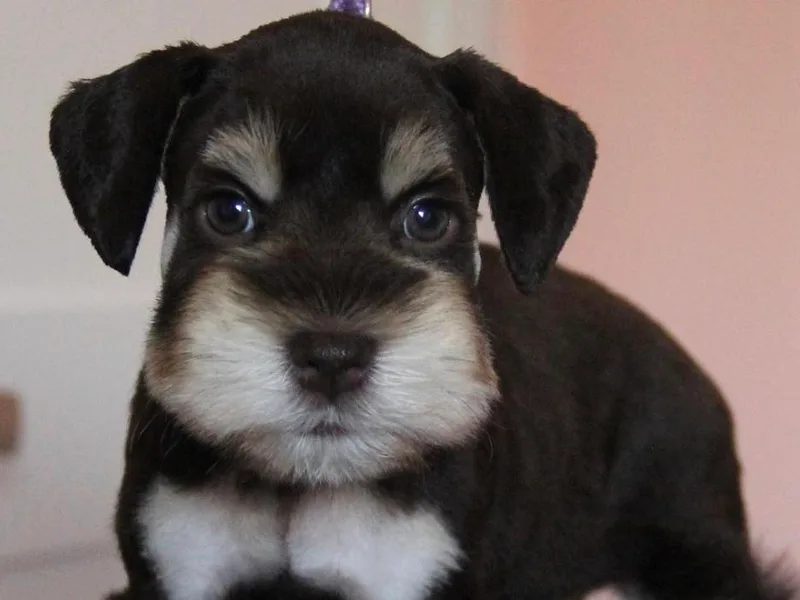 Campos Schnauzers