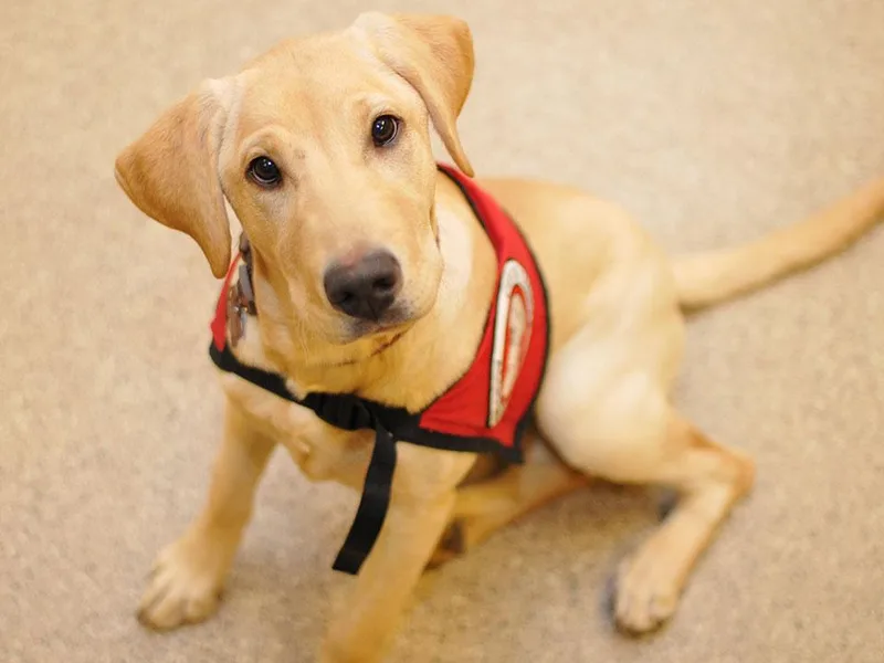 Can Do Canines Assistance Dogs