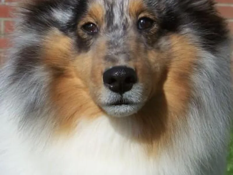 Canami Shelties
