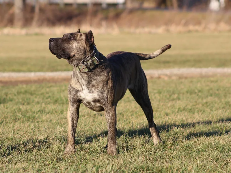 Canarian Bull Kennel